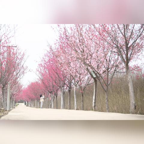 湖北武汉天气预报，春日多变，出行需备伞